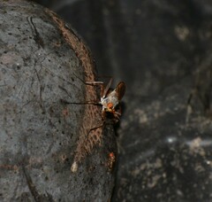 Neriidae