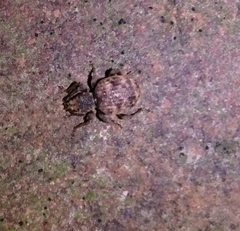 Otiorhynchus crataegi