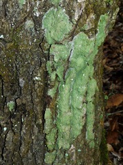 Phyllopsora isidiotyla