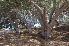 Quercus agrifolia