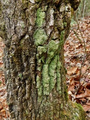 Phyllopsora isidiotyla