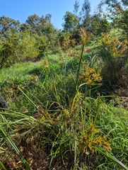 Cyperus exaltatus