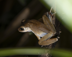 Polypedates megacephalus