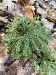 Dendrolycopodium