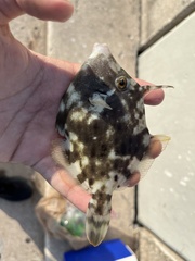 Stephanolepis hispida