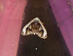 Lepidodes sculpta