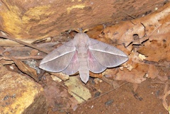 Oiticella luteciae