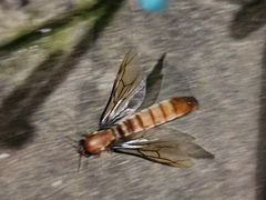 Dorylus fulvus