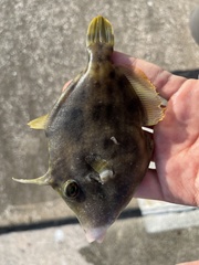 Stephanolepis hispida