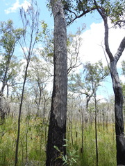 Corymbia trachyphloia