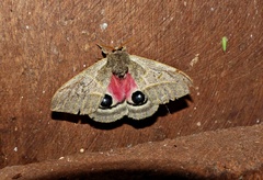 Austrolippa cruenta