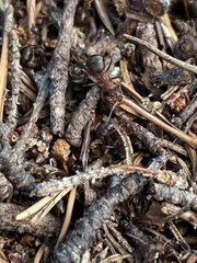 Formica rufa