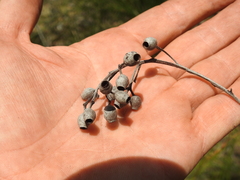 Corymbia trachyphloia