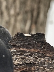 Bucculatrix packardella