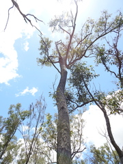 Corymbia trachyphloia