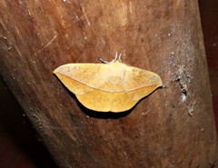 Lonomia obliqua