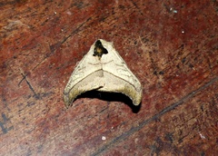 Hylesia scortina