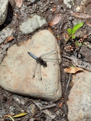 Erythrodiplax connata