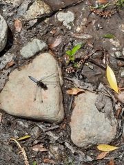 Erythrodiplax connata