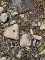 Erythrodiplax connata