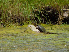 Kinosternon hirtipes