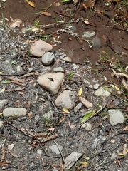 Erythrodiplax connata