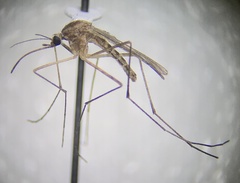 Culiseta inornata