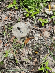 Erythrodiplax connata