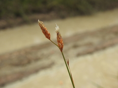 Fimbristylis tristachya