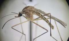 Culiseta inornata