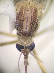 Culiseta inornata