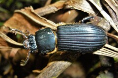 Passalus