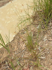 Fimbristylis tristachya