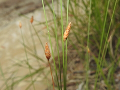 Fimbristylis tristachya