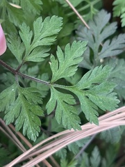Chaerophyllum