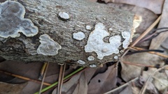 Heterochaete delicata