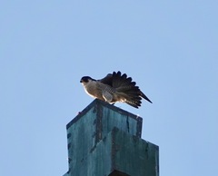 Falco peregrinus