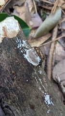 Heterochaete delicata