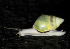 Amphidromus atricallosus