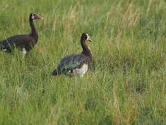 Plectropterus gambensis