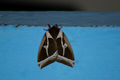 Dirphiopsis multicolor