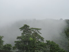 Erythrina poeppigiana