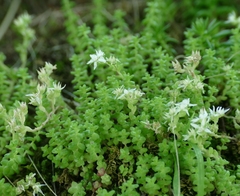 Sedum anglicum