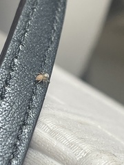 Heliophanus tribulosus