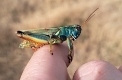 Melanoplus thomasi
