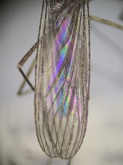 Culiseta inornata