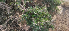Olea europaea europaea