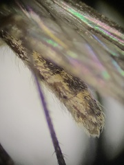 Culiseta inornata