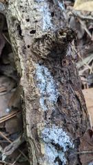Costantinella