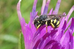 Pseudoanthidium nanum